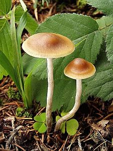  В Чехии сезон сбора грибов-галлюциногенов 
